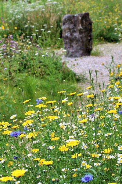 Wildflower meadow by Joel Ashton