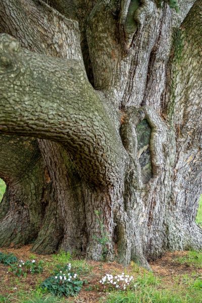 Cedar of Lebanon tree at the Bath Priory