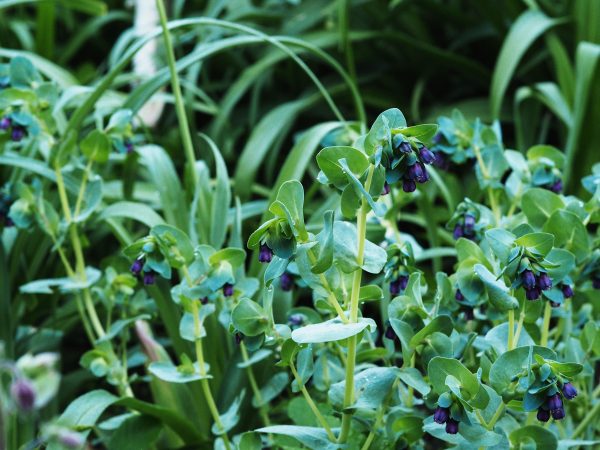 Cerinthe major 'Purpurascens' is an excellent self-seeder