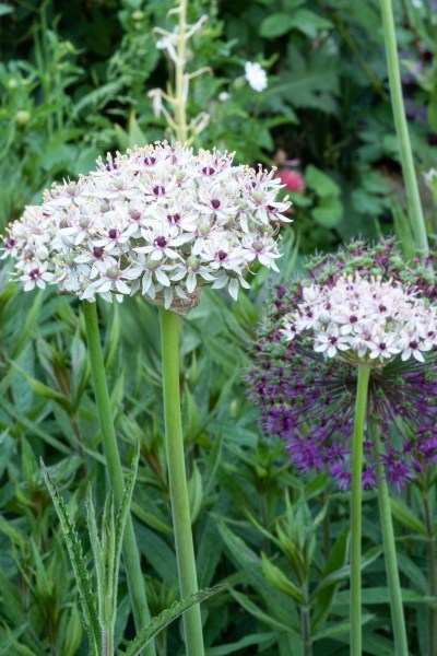 Alliums in a cottage garden