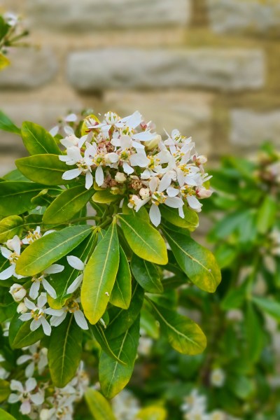 Choisya ternata