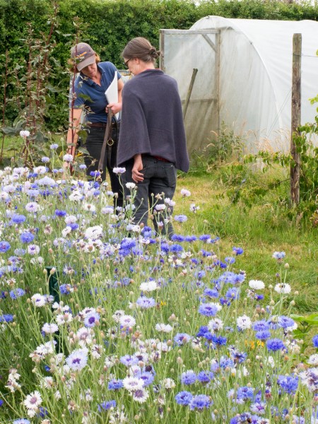 Buy flowers direct from flower farms