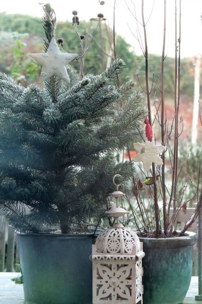 Blue spruce in a pot for Christmas