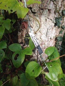 A clematis growing round a bare conifer trunk at Vasterival