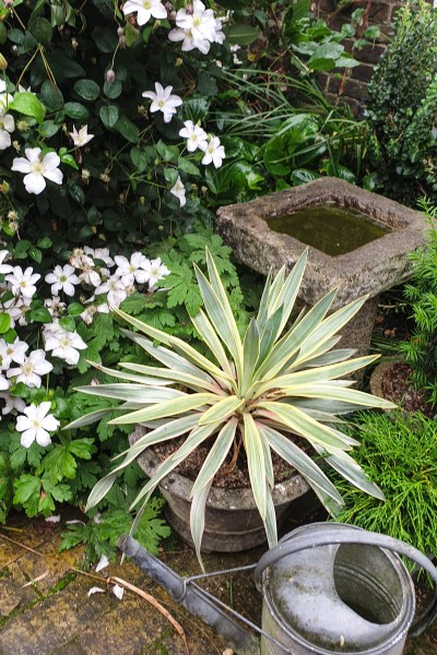 Variegated evergreen yucca in a pot