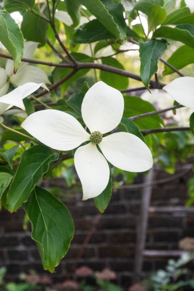 White cornus Norman Haddon.