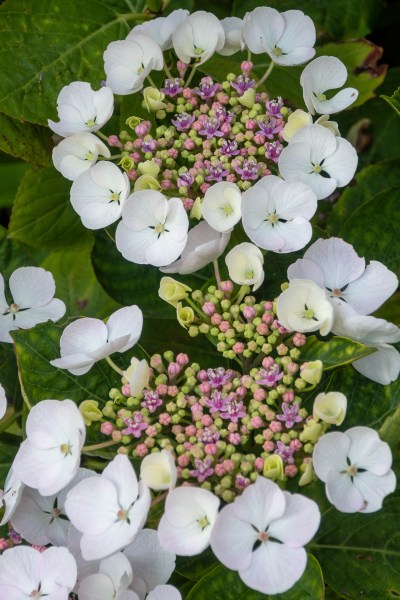 Hydrangeas for shade