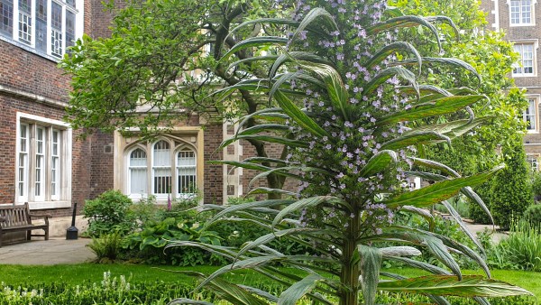 Echiums in Middle Temple gardens