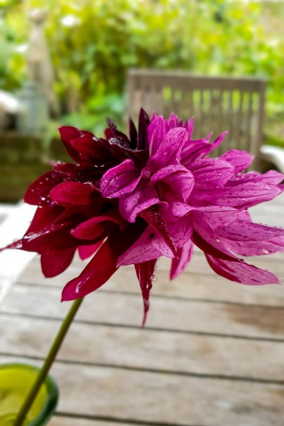 Mixed up dahlia