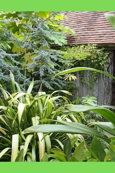 Conifer in the exotic garden at Great Dixter