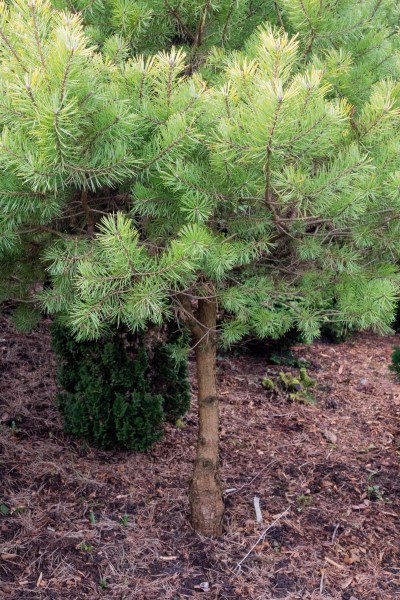 unknown pine