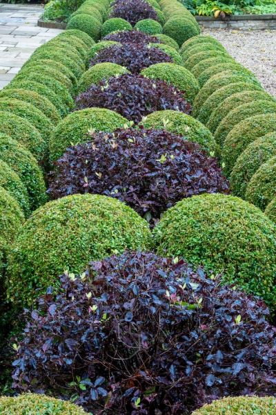 Pittosporum Tom Thumb with purple foliage