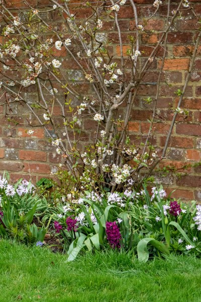 Hyacinths at Doddington Place Gardens