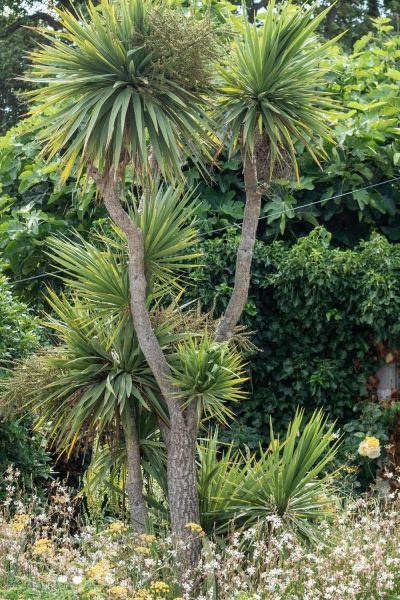 Cordylines for coastal gardens