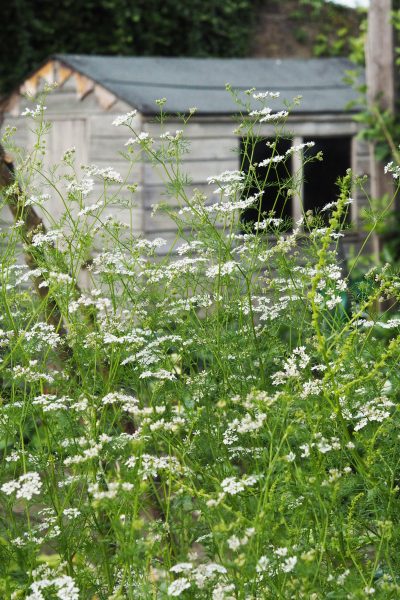 Self-seeding coriander