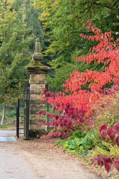 Colourful cornus