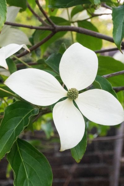 Cornus Norman Haddon for a shady garden corner