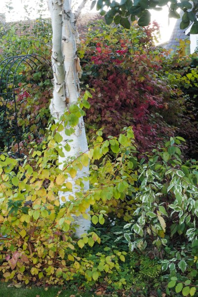 Cornus are good in autumn as well as winter