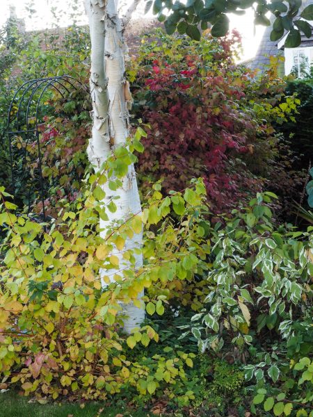 Cornus are good in autumn as well as winter