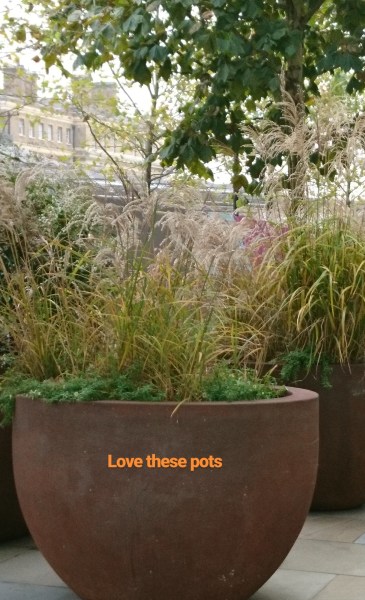 Winter grasses in pots near Kings Cross station