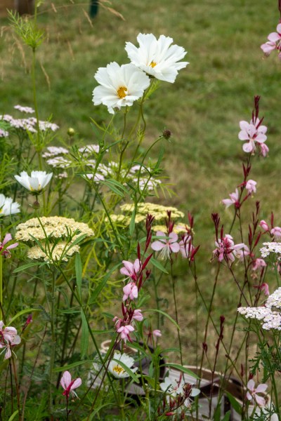 Meadow flowers in border