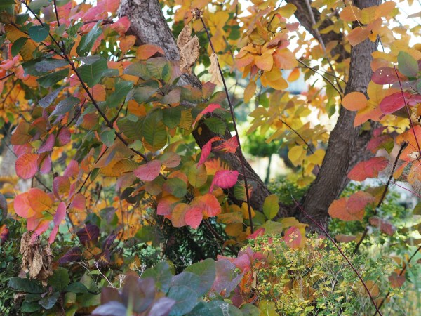 Cotinus autumn colour