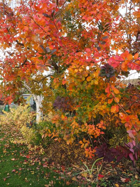 Cotinus coggyria 'Grace.'