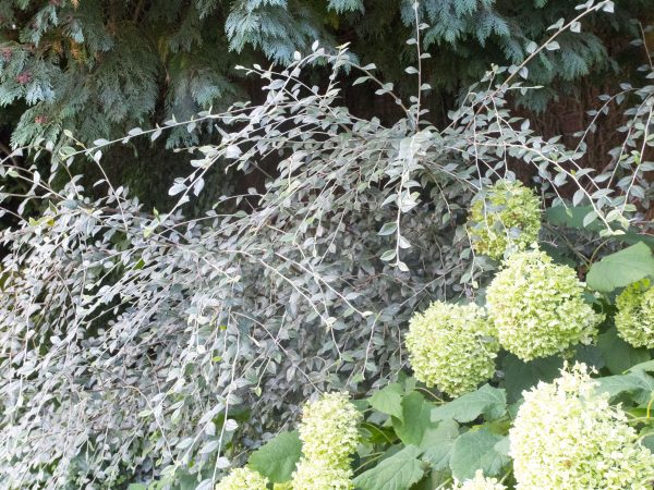 Hyndrangea 'Annabelle' and cotoneaster in a shady border