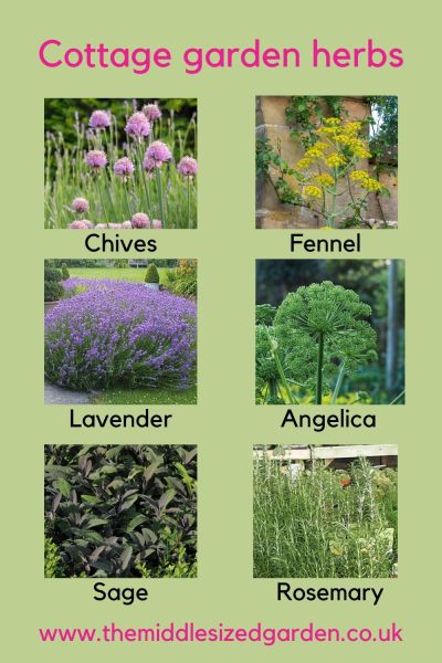 Cottage garden herbs