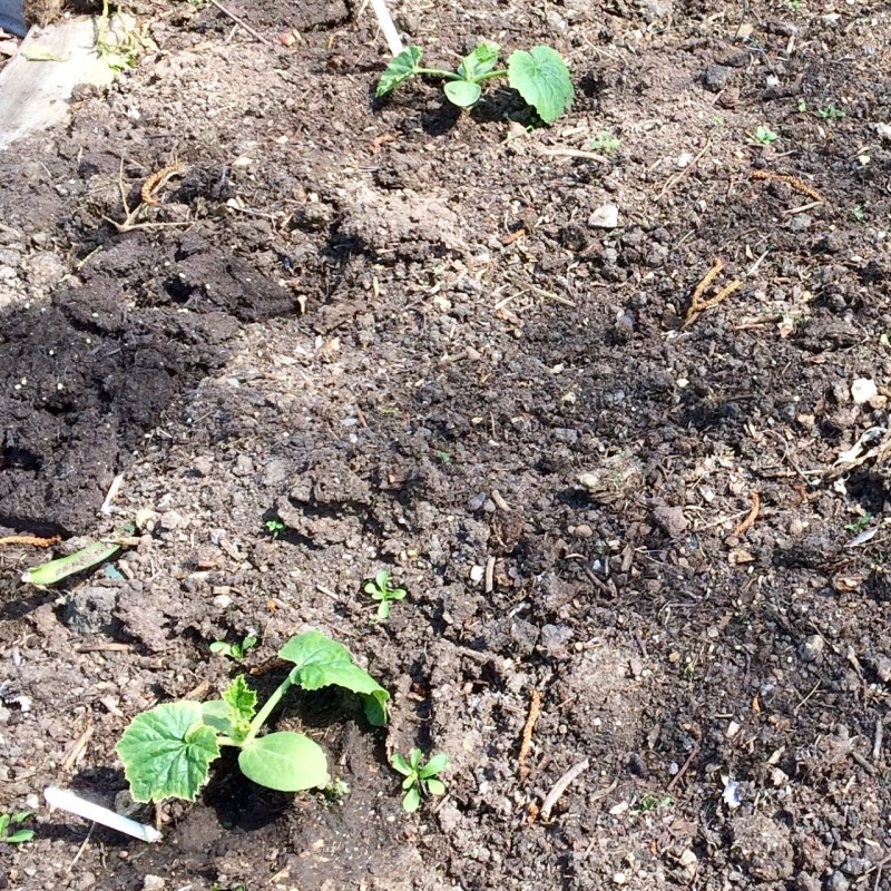 Two almost identical courgettes planted out in May. One was to be fed with Baby Bio and the other would not be fed.