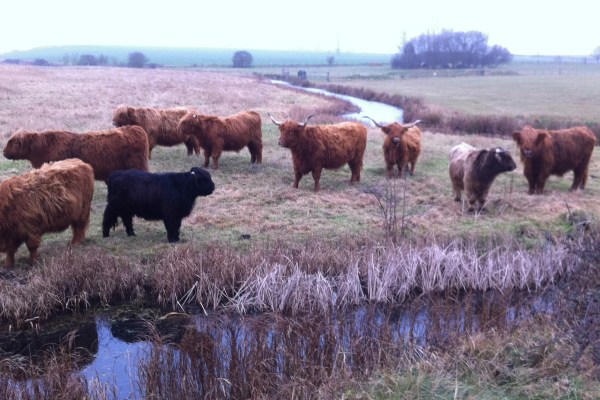 Cow compost - better for shrubs?