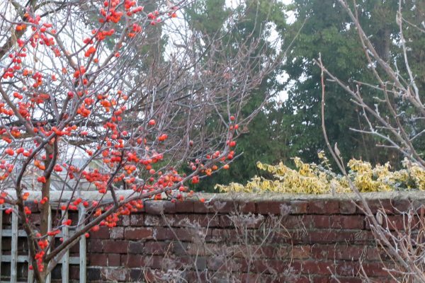 Choose a crab apple that holds its fruit