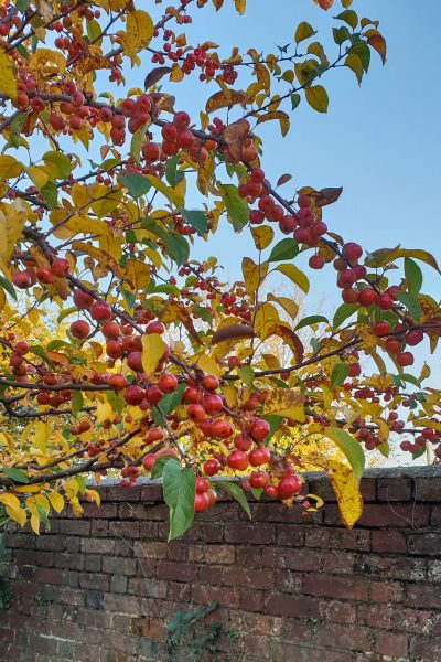 Crab apples for autumn and winter colour