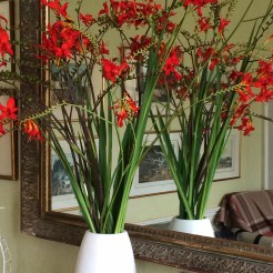 Crocosmia 'Lucifer' in vase