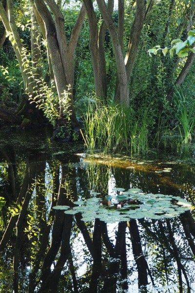 Reflections on garden ponds #backyard 'gardendesign