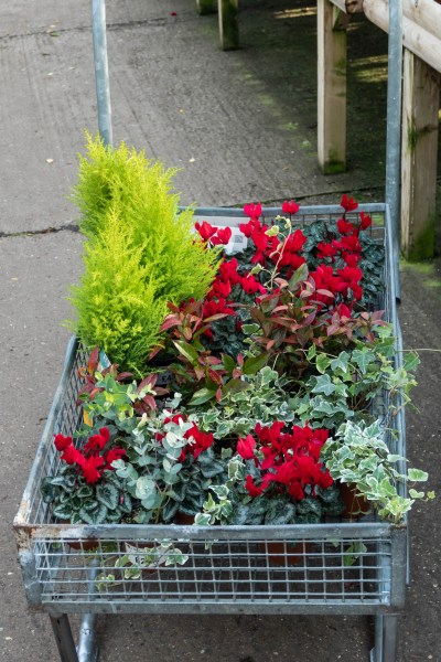 Miniature cypress trees for a window box