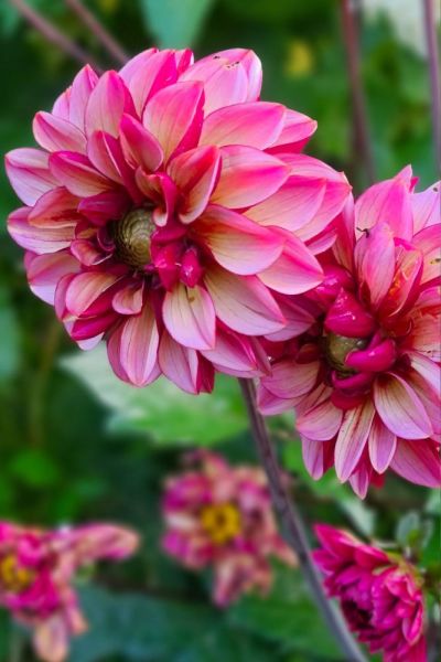 Dahlia 'Senior's Hope'