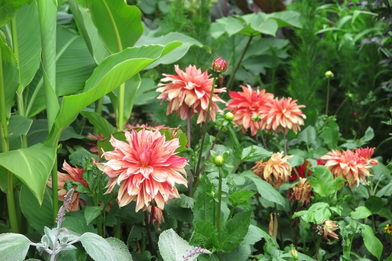 Exotic new dahlia trends