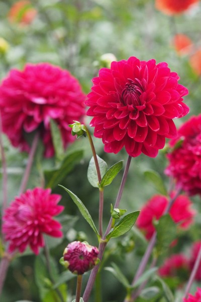 Dahlia 'Con Amore' in the September garden