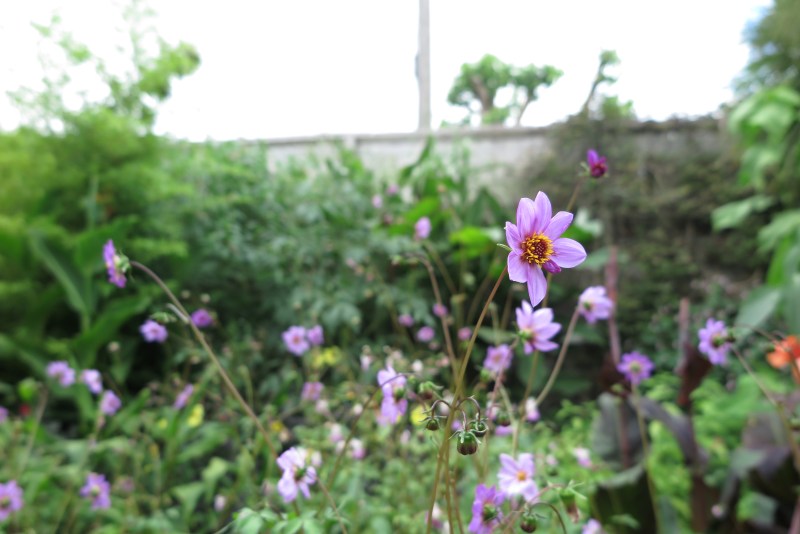 Dahlias are easy to grow