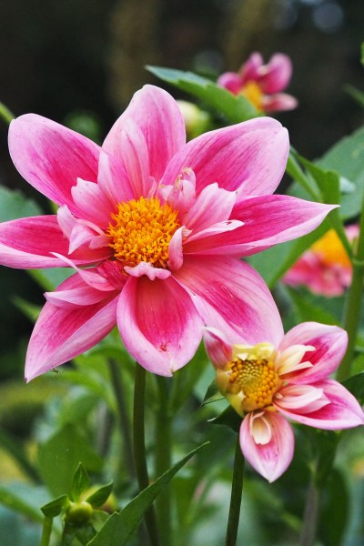 Stunning dahlias at the Salutation - Dahlia Pink 'Pat and Perc'