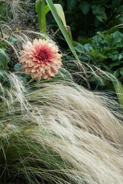 Grow dahlias with grasses, such as Stipa tenuissima