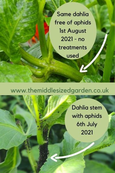 Get rid of aphids without using chemicals