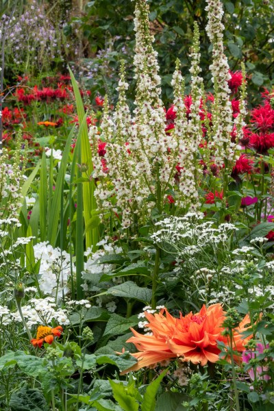 Tightly packed plants in a herbaceous border