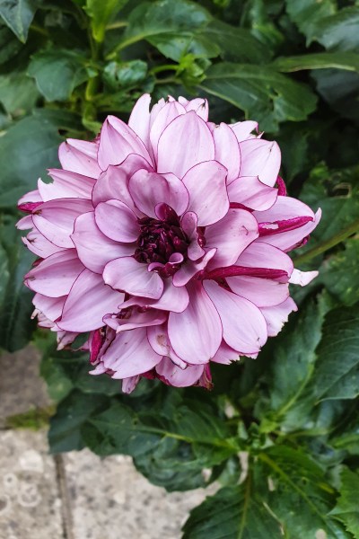 Dahlia Creme de Cassis