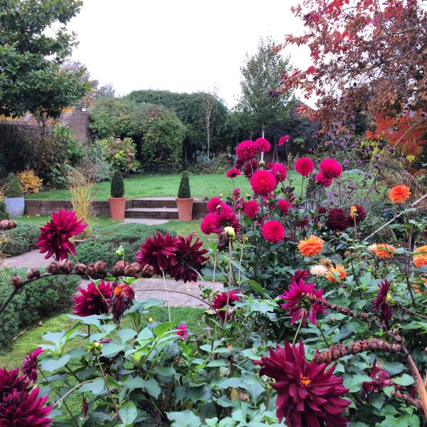 I don't dig up dahlias - all these are 3+ years old.