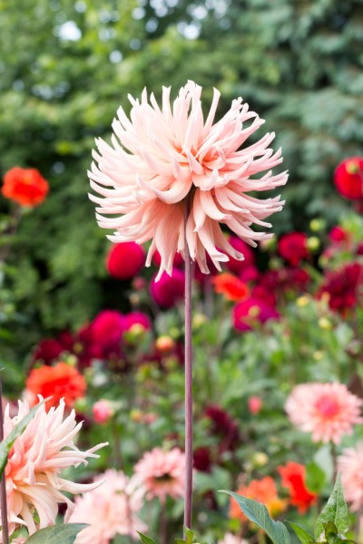 Dahlia 'henriette' in 2017