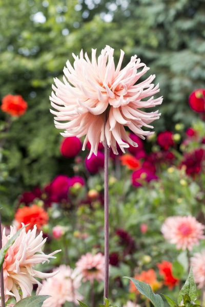 Dahlia 'Henriette'