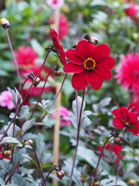 Dahlias at The Salutation