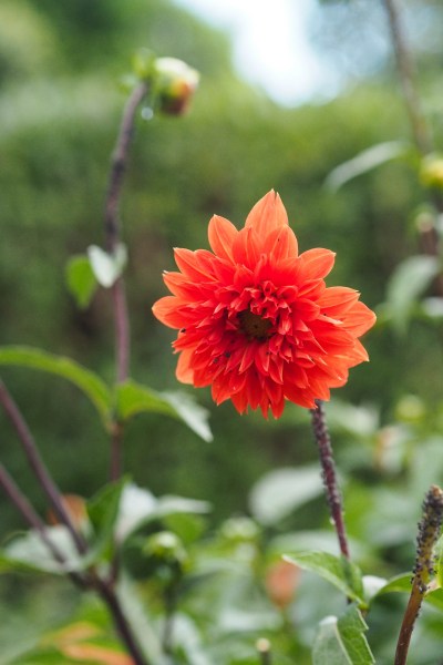 Dahlia 'Orange Cushion'